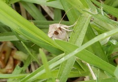 Mythimna convecta