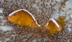 Amphiprion sandaracinos