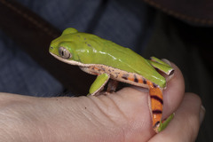 Pithecopus hypochondrialis