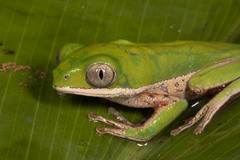 Pithecopus hypochondrialis