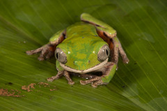 Pithecopus hypochondrialis