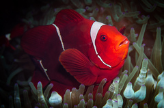 Amphiprion biaculeatus