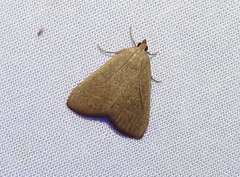 Hypsopygia albidalis