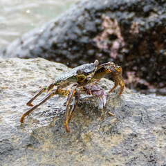 Grapsus albolineatus