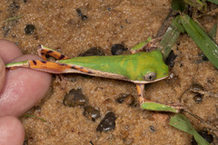 Pithecopus hypochondrialis