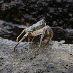 Grapsus albolineatus