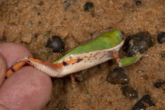 Pithecopus hypochondrialis