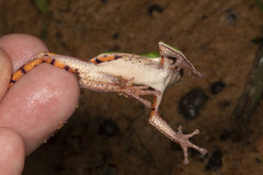 Pithecopus hypochondrialis