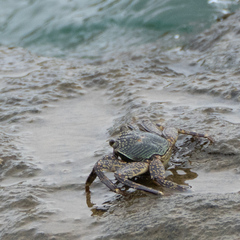 Grapsus albolineatus