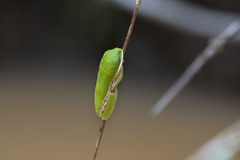 Pithecopus hypochondrialis