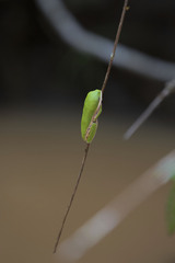 Pithecopus hypochondrialis