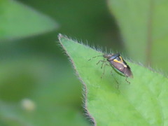 Carpocorini