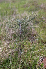 Pinus sabiniana