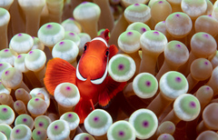 Amphiprion biaculeatus
