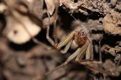 Loxosceles deserta