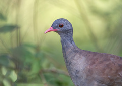 Crypturellus parvirostris