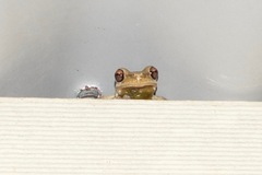 Litoria dentata