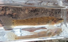 Guardian Darter photo 3