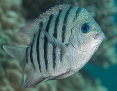 Abudefduf bengalensis