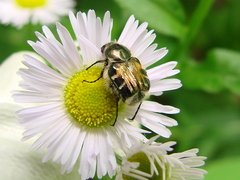 Trichiotinus viridans