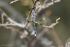 Parasynthemis regina