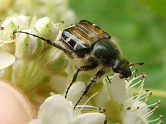 Trichiotinus viridans
