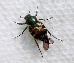 Trichiotinus viridans