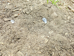 Dendragapus fuliginosus