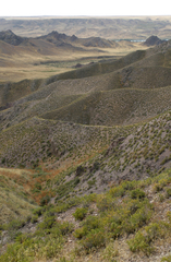 Caragana balchaschensis