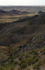 Caragana balchaschensis