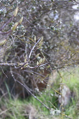 Aesculus californica