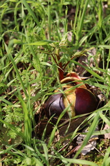 Aesculus californica