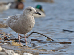 Larus glaucoides kumlieni