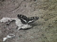 Limenitis