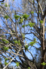 Aesculus californica