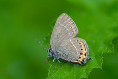 Satyrium pruni