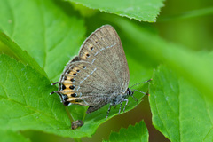 Satyrium pruni