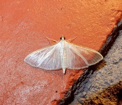 Palpita vitrealis