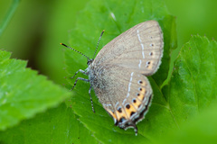 Satyrium pruni