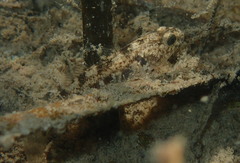 Gobiomorphus cotidianus