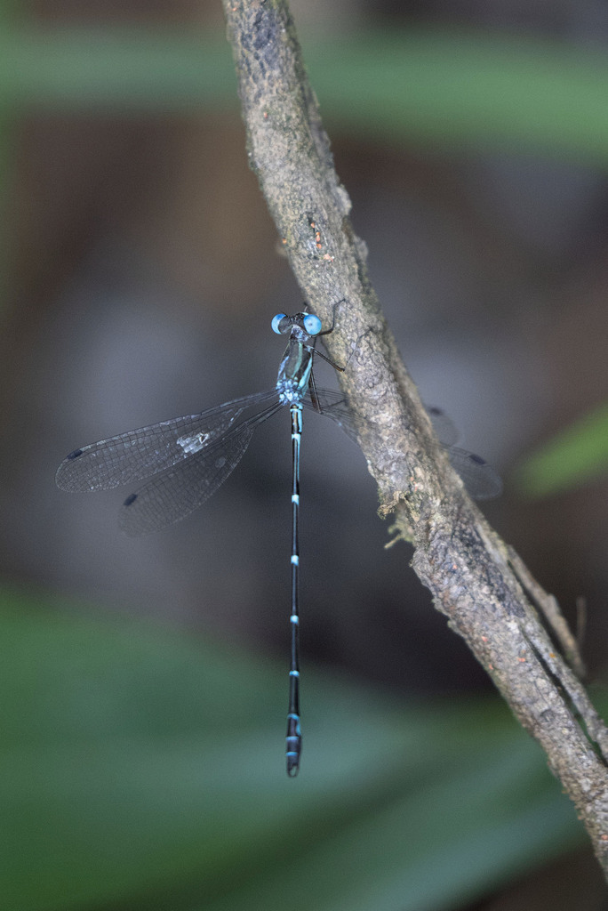 Lestes debellardi