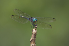Micrathyria atra