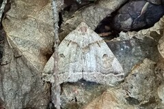 Zanclognatha laevigata