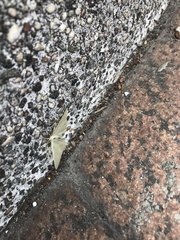 Pelagodes antiquadraria