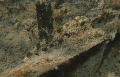 Gobiomorphus cotidianus