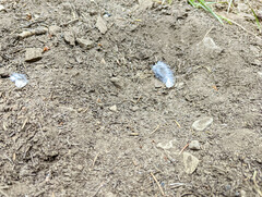 Dendragapus fuliginosus