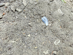 Dendragapus fuliginosus