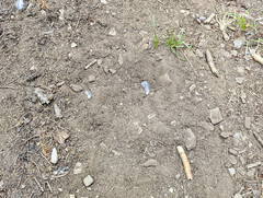 Dendragapus fuliginosus