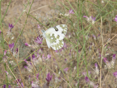 Centaurea virgata squarrosa