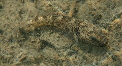 Gobiomorphus breviceps